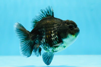 Écailles métalliques de qualité A Kirin Yuanbao femelle 3,5 à 4 pouces #1103YB_07