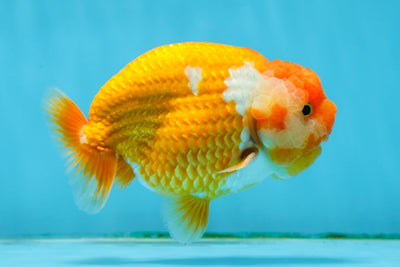 A Grade Cheese Puff Red White LionKing 4-4.5 inches #013125LC_07