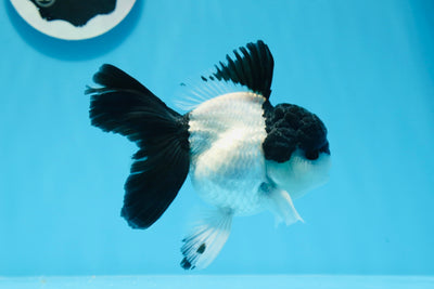 AAA Grade Super Cute Panda Oranda Male 4.5 inches #0712OR_12