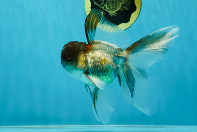 Fluffy Fins and Tail Panda Oranda Male 5.5 inches #032825OR_04
