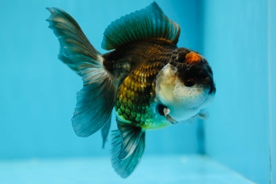 Tricolore Oranda Mâle 4,5 pouces #1013OR_06