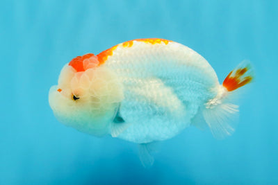 CHUBBY AAA Grade Kohaku Red White LionQueen 4.5-5 inches #032726LC_18