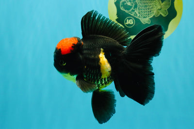 A Grade Tricolor Red Head Oranda Male 5-5.5 inches #041726OR_10