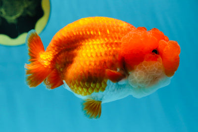 TOP WEN AAA Grade SUPER WEN Red White LionQueen 4.5 inches #050225LC_17