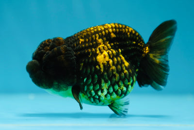 A Grade Tiger LionQueen 4-4.5 Inches #1013LC_05