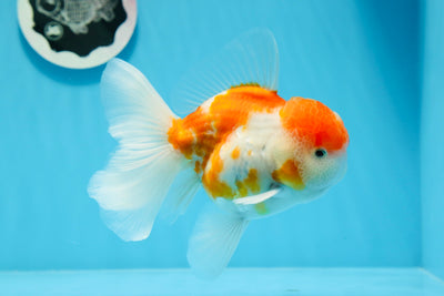 Grado AAA Kohaku Sakura Oranda Macho 5 pulgadas #0726OR_12