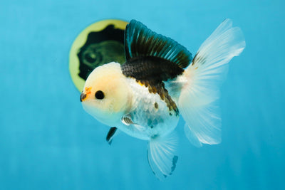 A Grade Chonky Tricolor Button Eyes Oranda Female 4 inches #031425OR_08