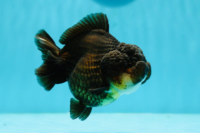 AAA Grade Exceptional Black Yuanbao Female 4 inches #1110YB_16