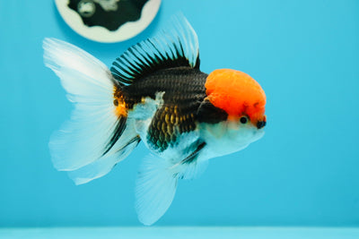 Mâle Oranda tricolore à tête rouge de catégorie A 4,5 pouces #0105OR_13