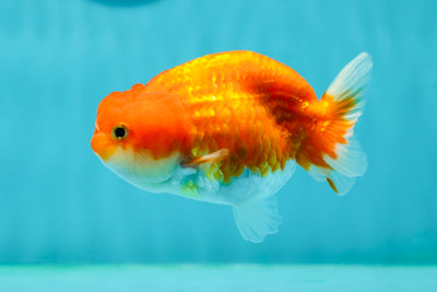 👶 Baby Red White Sakura Lionchu Female 3.5-4 inches #0209LC_15