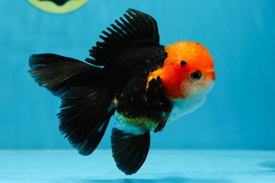THE BEST A Grade Red Head Tricolor Oranda Male 4.5-5 inches #032125OR_06
