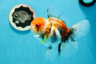 AAA Grade Tiger Calico Rose Tail Oranda Female 4.5 inches #1208OR_01