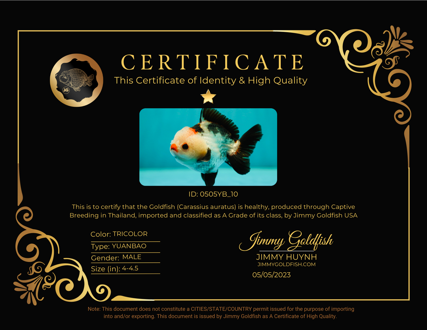 Yuanbao macho tricolor de grado A de 4 a 4,5 pulgadas n.° 0505YB_10