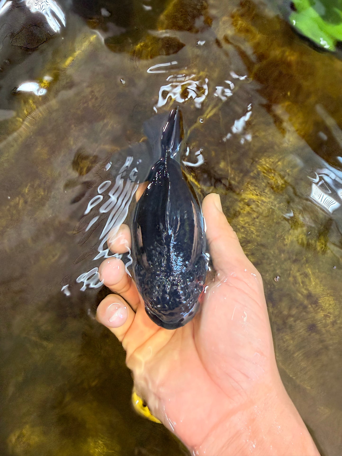 AAA Grade Tricolor Yuanbao Male 5 inches #101025YB_29