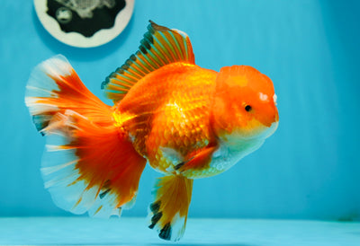 A Grade Firework Rosetail Oranda Male 5.5 inches #0105OR_17