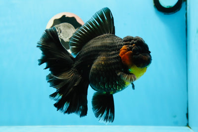 Godzilla oranda gigante hembra de 6,5 pulgadas de grado de exhibición, pantera negra, n.º 1103OR_02