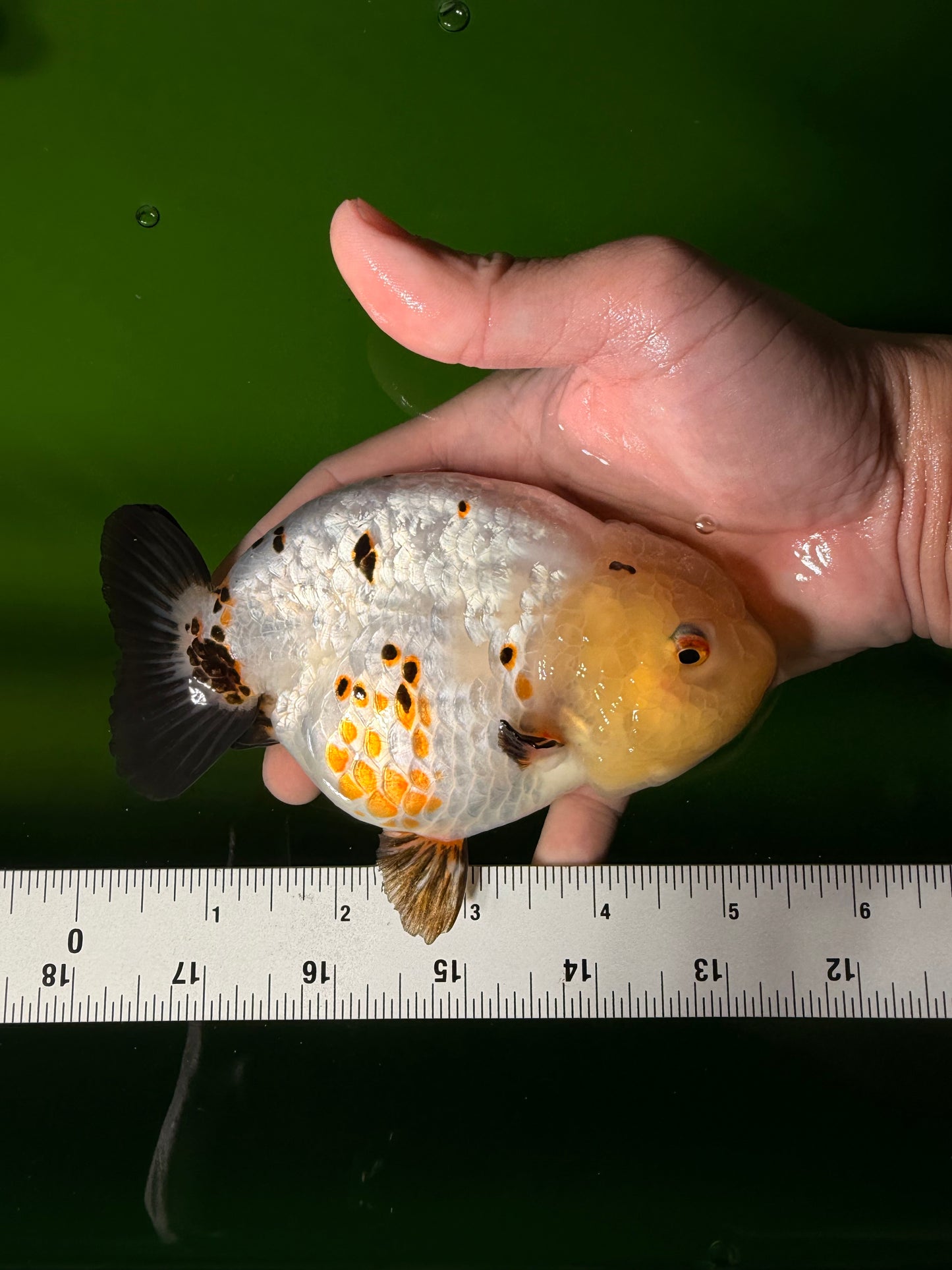 Chinese Sakura Ranchu Female 5-5.5 inches #041026RC_19