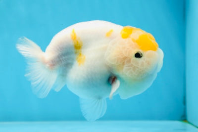 RARE A Grade Mac&Cheese Sakura LionKing 4.5 inches #022825LC_17