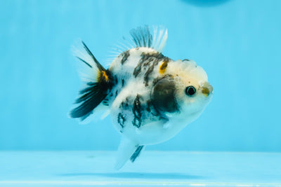 Yuanbao de mármol con forma de huevo de grado AAA para mujer, 4 pulgadas, n.º 0726YB_27