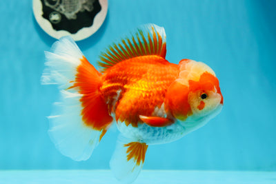 AAA Grade 🎇 Firework Red White Oranda Female 5.5 inches #0119OR_03