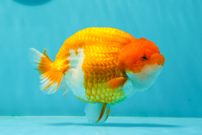 🍊 Chubby Orange Mirinda Lionchu Male 5 inches #0412LC_12