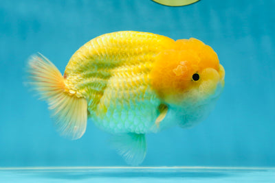 SUPER WEN AAA Grade Mac & Cheese LionKing 5.5-6 inches #032825LC_13