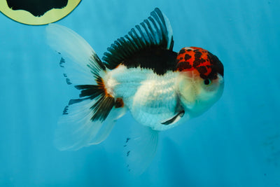 A Grade Tricolor Oranda Male 5 inches #060625OR_21