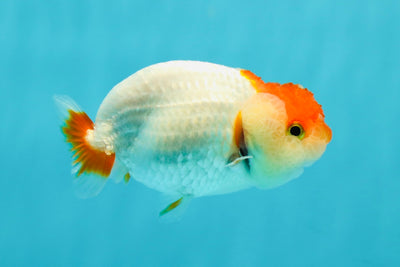 👶 Baby Red White Lionchu Female 3.5 inches #0216LC_18