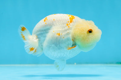 AAA Grade Tiny Red White LionQueen 3.5 inches #013125LC_09