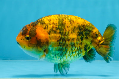 A Grade Tiger LionKing 5 inches #103125LC_14