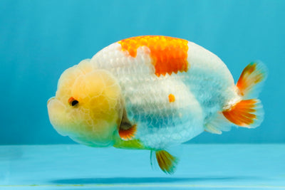 A Grade Red White LionQueen 4.5-5 inches #031326LC_09