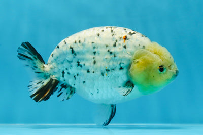 A Grade Marble Blue Base LionQueen 5.5-6 inches #020725LC_07