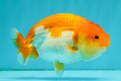 Red White Lionchu Female 4.5 inches #081426LC_14