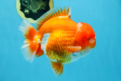 SHOW GRADE Godzilla Red White Yuanbao Male 5-5.5 inches #101725YB_999