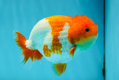 AAA Grade Red White Nemo LionKing 4.5 inches #1124LC_11