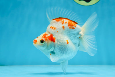 A Grade Kohaku Ryukin Red White Female 4.5-5 inches #070425RK_01