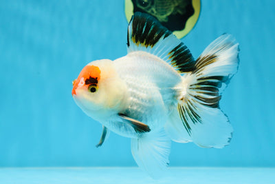 Special A Grade Tricolor Oranda Male 5 inches #022125OR_06