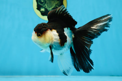A Grade Tricolor Oranda Female 5-5.5 inches #070425OR_21