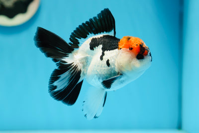 AAA Grade Tricolor Oranda Male 4.5 inches #0818OR_18