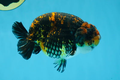 AAA Grade Tiger LionKing 5 inches #070425LC_09