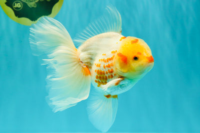 A Grade Polkadot Red White Oranda Male 6 inches #100926OR_23