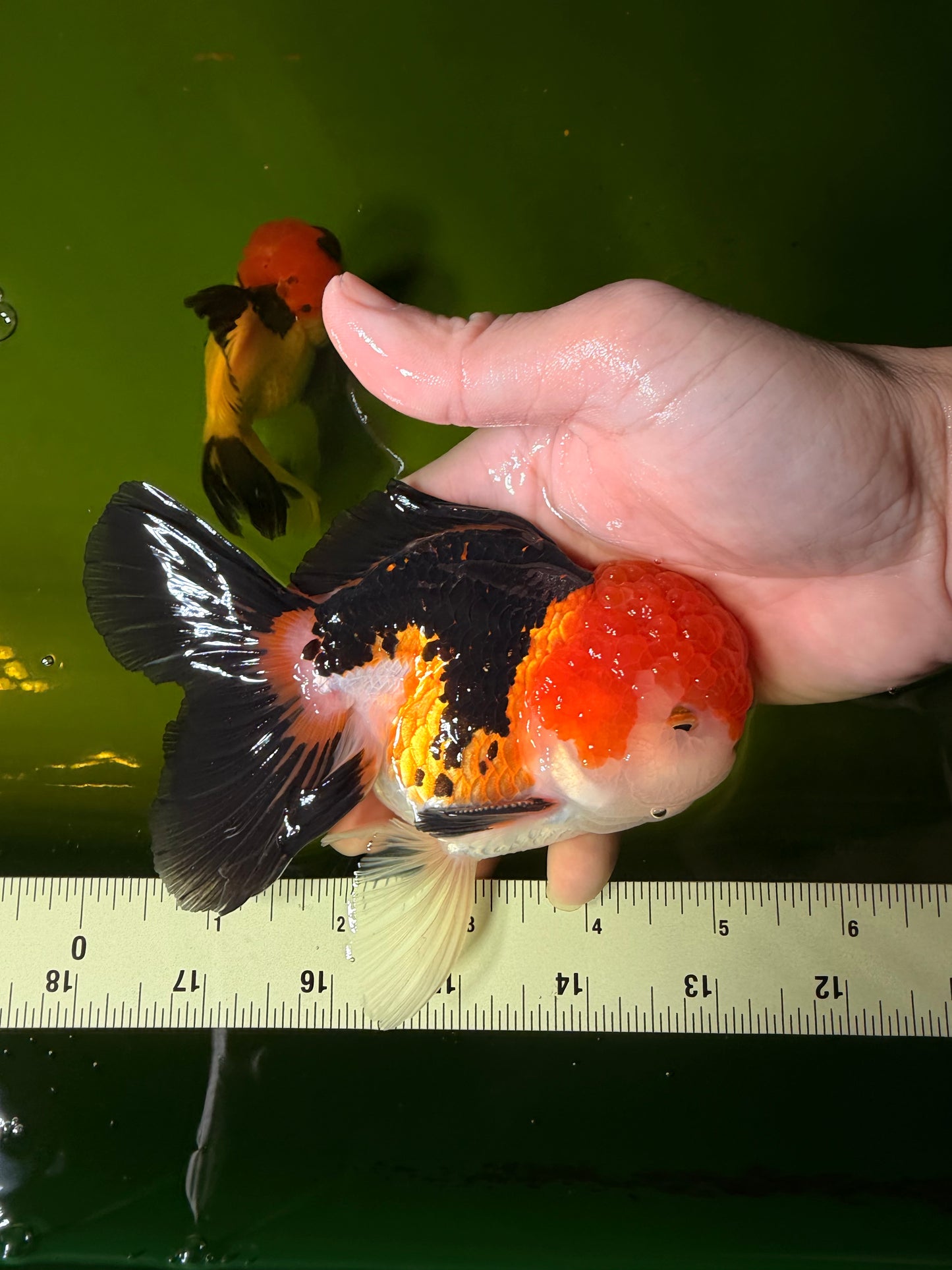 MARIO Tricolor Oranda Male 5-5.5 inches #041026OR_10
