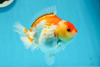 AAA Grade Red White Yuanbao Female 4-4.5 inches #1027YB_03