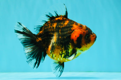 A Grade Tiger Oranda Female 5-5.5 inches #073126OR_20