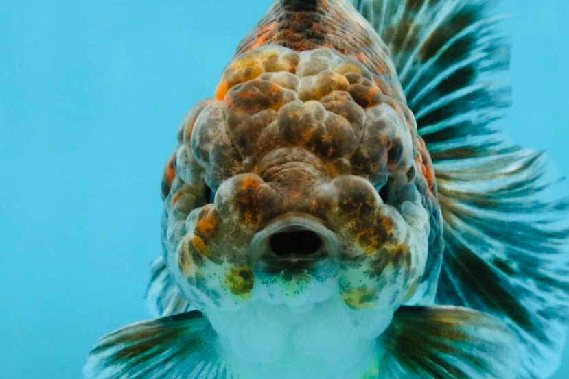 RARE A Grade Kirin Oranda Male 5.5 inches #120525OR_02 – Jimmy