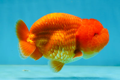 A Grade Solid Red LionKing 4 inches #062725LC_01