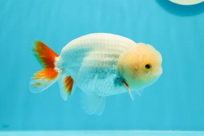 🍋 Red White Lemonhead Lionchu Male 4.5-5 inches #0524LC_15