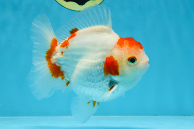 AAA Grade Red White Yuanbao Male 5 inches #100325YB_02