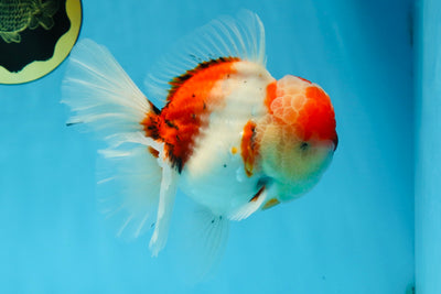 AAA Grade Godzilla Sakura Oranda Male 5.5 inches #080125OR_10