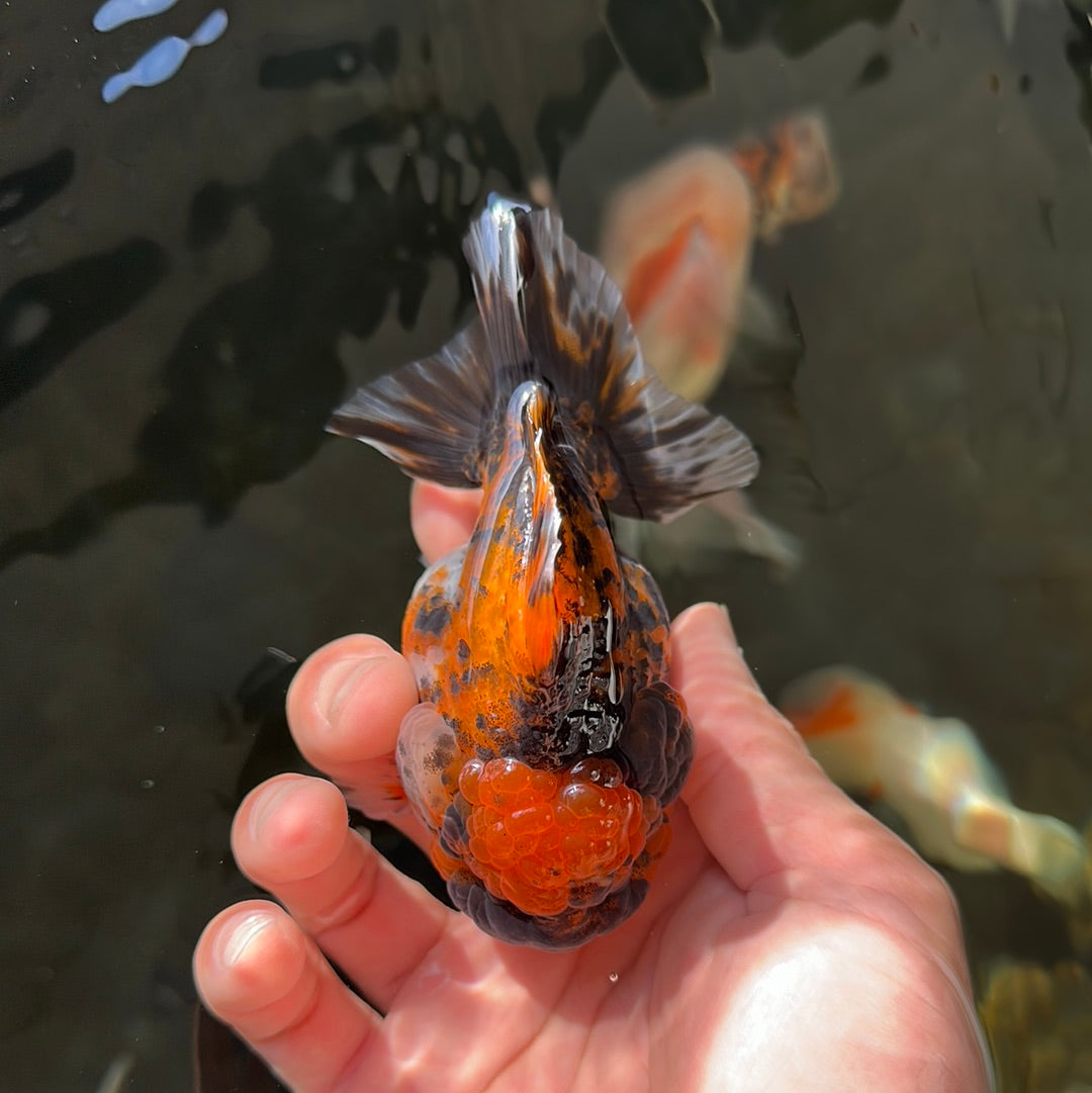 AAA Grade Tiger Yuanbao Male 3.5-4 inches #0818YB_05